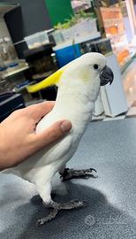 Cacatua galerita elonora