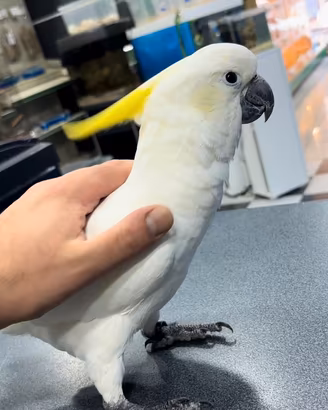 Cacatua galerita elonora