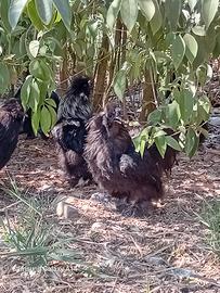 galline ornamentali 