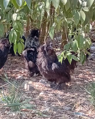 galline ornamentali 
