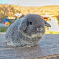 Coniglio ariete nano cucciolo