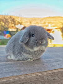 Coniglio ariete nano cucciolo