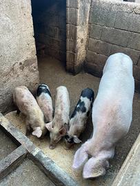 Scrofa gravida