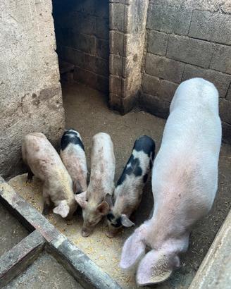 Scrofa gravida