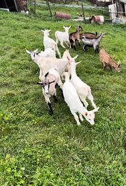 Disponibili capretti svizzeri e camosciati