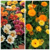 Semi di Gazania e Calendula officinale 
