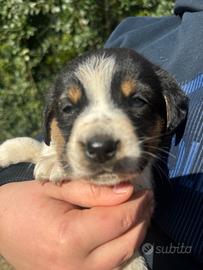 Beagle mix maschi cuccioli