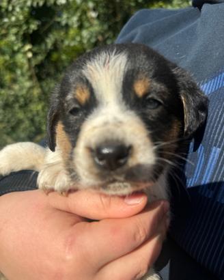 Beagle mix maschi cuccioli