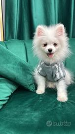 Spitz Pomerania
