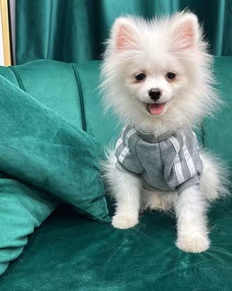 Spitz Pomerania
