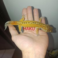 Gechi leopardini, Teche