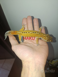 Gechi leopardini, Teche, termostati e tappetini