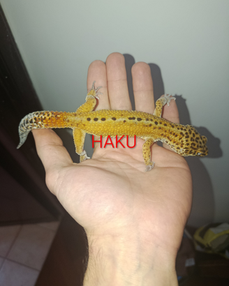 Gechi leopardini, Teche