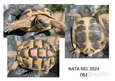 Tartarughe testudo Hermanni