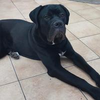 Cane corso puro 9 mesi in adozione
