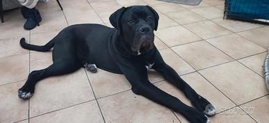 Cane corso puro 9 mesi in adozione