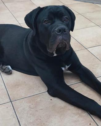 Cane corso puro 9 mesi in adozione