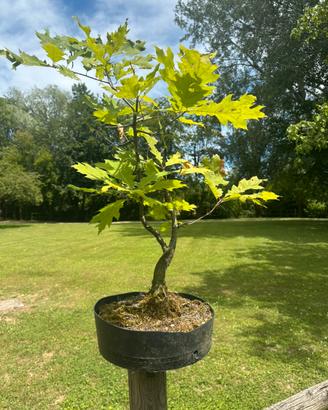 Bonsai