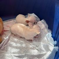 Cane chihuahua
