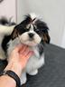 lhasa-apso-cucciola-il-cugino-dello-shih-tzu