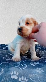 Cocker Spaniel Inglese maschio