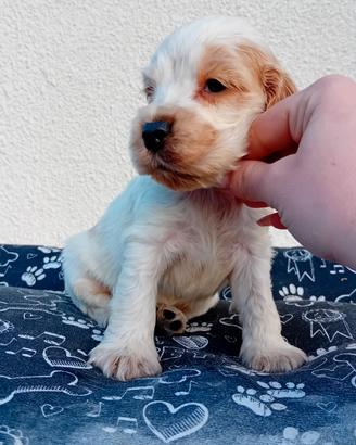 Cocker Spaniel Inglese maschio