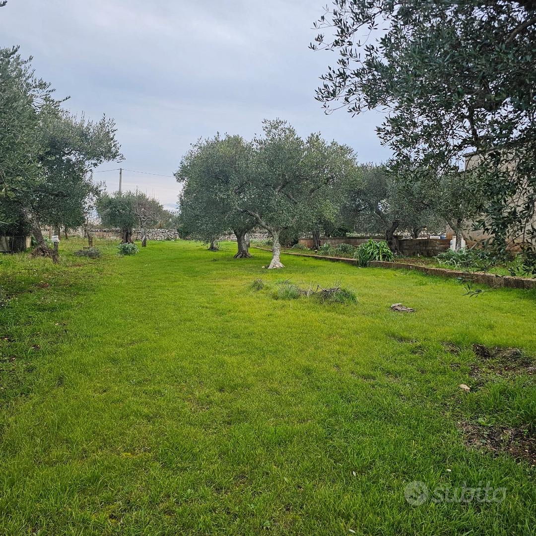 Terreno uliveto - Vista 3