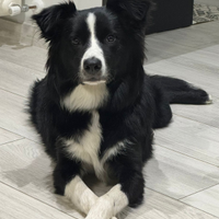 Border Collie