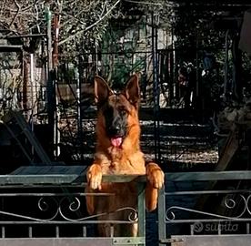 Cucciolona di Pastore Tedesco, alta genealogia