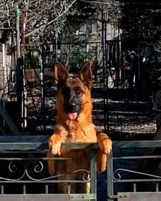 Cucciolona di Pastore Tedesco, alta genealogia