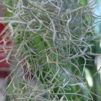 Tillandsia usneoides