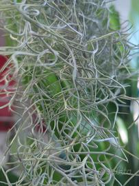 Tillandsia usneoides