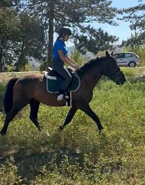 Cavallo
