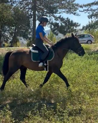 Cavallo