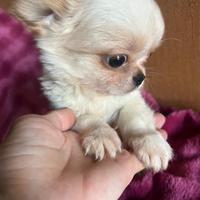 Fratellini di chihuahua morfologia perfetta