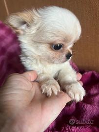 Fratellini di chihuahua morfologia perfetta