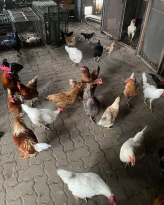 Galline ovaiole