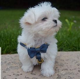 Cuccioli maltese
