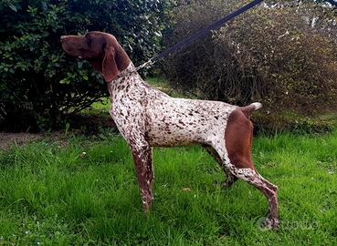 Bracco Tedesco Kurzaar