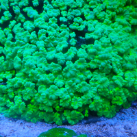 Coralli acquario Marino