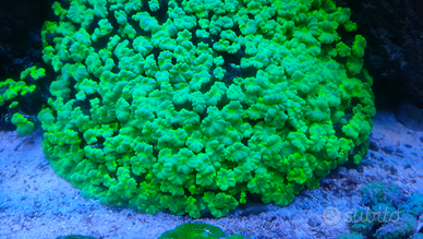 Coralli acquario Marino