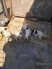 Cuccioli Setter inglese