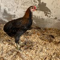 Galline Araucana