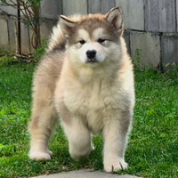 Alaskan malamute