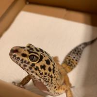 Geco leopardino
