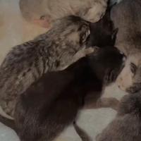 Gattini British shortin