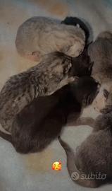 Gattini British shortin