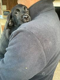 Labrador femmine con pedigree