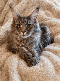 Cuccioli Maine Coon