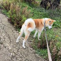 Akita inu con pedigree per monta